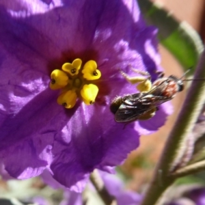 Lasioglossum (Callalictus) callomelittinum at Acton, ACT - 15 Oct 2019