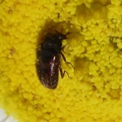 Dermestidae sp. (family) (Dermestid, carpet or hide beetles) at ANBG - 15 Oct 2019 by Christine