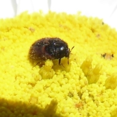 Dermestidae sp. (family) at Acton, ACT - 15 Oct 2019 03:16 PM