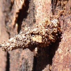 Lepidoscia (genus) IMMATURE (Unidentified Cone Case Moth larva, pupa, or case) at Black Mountain - 15 Oct 2019 by Christine
