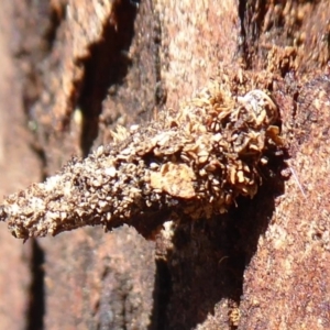 Conoeca or Lepidoscia (genera) IMMATURE at Hackett, ACT - 15 Oct 2019 03:58 PM