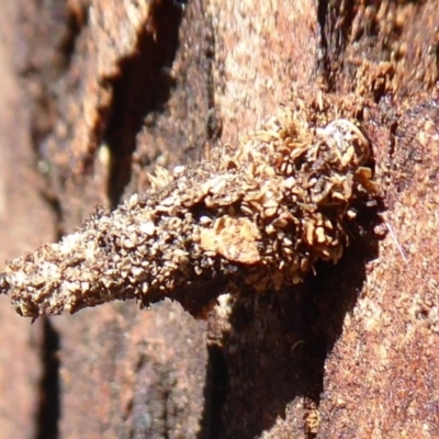 Conoeca or Lepidoscia (genera) IMMATURE (Unidentified Cone Case Moth larva, pupa, or case) at Hackett, ACT - 15 Oct 2019 by Christine