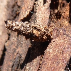 Lepidoscia (genus) CONE CASE at Hackett, ACT - 15 Oct 2019