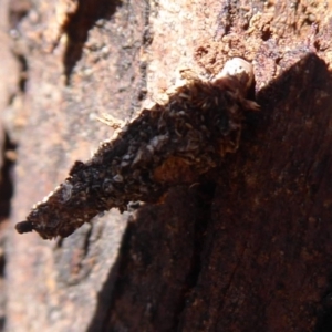 Lepidoscia (genus) CONE CASE at Hackett, ACT - 15 Oct 2019