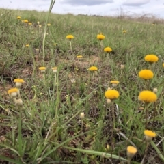 Leptorhynchos squamatus (Scaly Buttons) at Dunlop, ACT - 16 Oct 2019 by JasonC