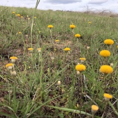 Leptorhynchos squamatus (Scaly Buttons) at Ginninderry Conservation Corridor - 16 Oct 2019 by JasonC