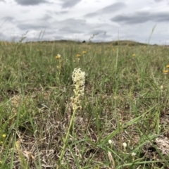 Stackhousia monogyna (Creamy Candles) at Ginninderry Conservation Corridor - 16 Oct 2019 by JasonC