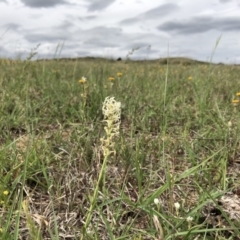 Stackhousia monogyna (Creamy Candles) at Dunlop, ACT - 16 Oct 2019 by JasonC