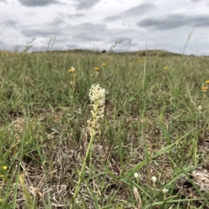 Stackhousia monogyna at Dunlop, ACT - 16 Oct 2019