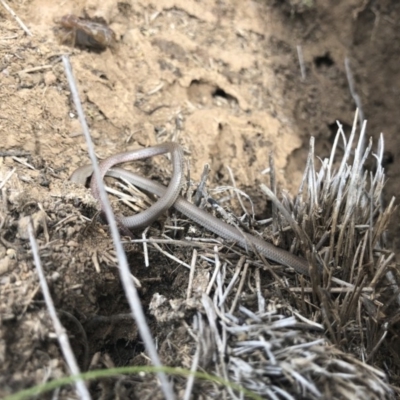 Aprasia parapulchella (Pink-tailed Worm-lizard) at Ginninderry Conservation Corridor - 16 Oct 2019 by JasonC