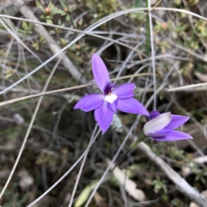 Glossodia major at Hackett, ACT - suppressed