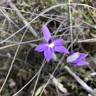 Glossodia major (Wax Lip Orchid) at Hackett, ACT - 5 Oct 2019 by JasonC