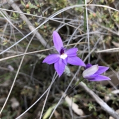 Glossodia major (Wax Lip Orchid) at Black Mountain - 5 Oct 2019 by JasonC