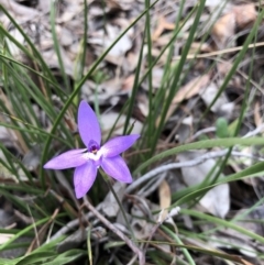 Glossodia major (Wax Lip Orchid) at Hackett, ACT - 5 Oct 2019 by JasonC