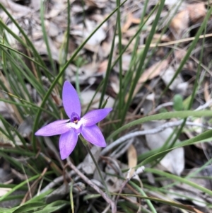 Glossodia major at Hackett, ACT - 5 Oct 2019