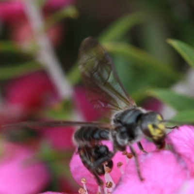 Tiphiidae (family) (Unidentified Smooth flower wasp) at Dignams Creek, NSW - 16 Oct 2019 by Maggie1