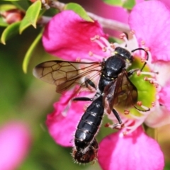 Tiphiidae sp. (family) at Dignams Creek, NSW - 16 Oct 2019