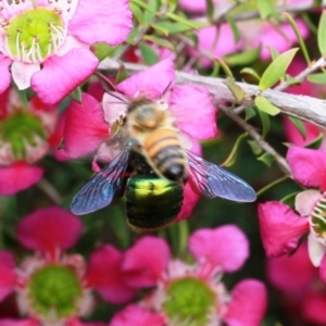 Xylocopa (Lestis) aerata at Dignams Creek, NSW - 16 Oct 2019