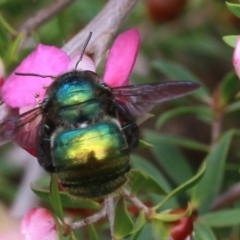 Xylocopa (Lestis) aerata at Dignams Creek, NSW - 16 Oct 2019 01:26 PM