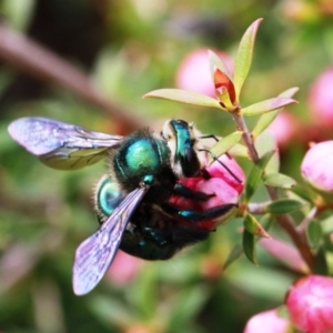 Xylocopa (Lestis) aerata at Dignams Creek, NSW - 16 Oct 2019 01:26 PM