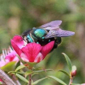 Xylocopa (Lestis) aerata at Dignams Creek, NSW - 16 Oct 2019 01:26 PM