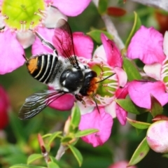 Megachile sp. (several subgenera) (Resin Bees) at Dignams Creek, NSW - 16 Oct 2019 by Maggie1