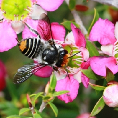 Megachile sp. (several subgenera) (Resin Bees) at Dignams Creek, NSW - 16 Oct 2019 by Maggie1