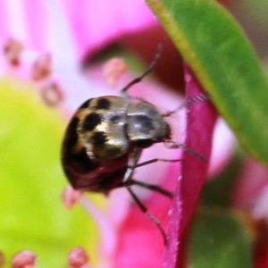 Mordellidae (family) at Dignams Creek, NSW - 16 Oct 2019