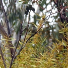 Acanthiza lineata (Striated Thornbill) at Rendezvous Creek, ACT - 14 Oct 2019 by RodDeb