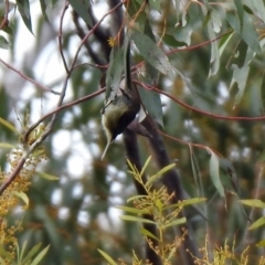 Acanthiza lineata at Rendezvous Creek, ACT - 14 Oct 2019