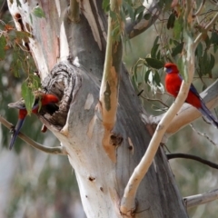 Platycercus elegans (Crimson Rosella) at Namadgi National Park - 14 Oct 2019 by RodDeb