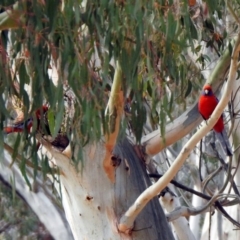 Platycercus elegans at Rendezvous Creek, ACT - 14 Oct 2019