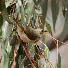 Ptilotula fusca (Fuscous Honeyeater) at Rendezvous Creek, ACT - 14 Oct 2019 by RodDeb