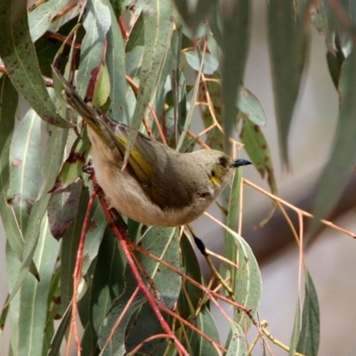 Ptilotula fusca (Fuscous Honeyeater) at Namadgi National Park - 14 Oct 2019 by RodDeb