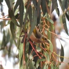 Ptilotula fusca at Rendezvous Creek, ACT - 14 Oct 2019 03:03 PM