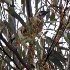 Anthochaera carunculata (Red Wattlebird) at Namadgi National Park - 14 Oct 2019 by RodDeb