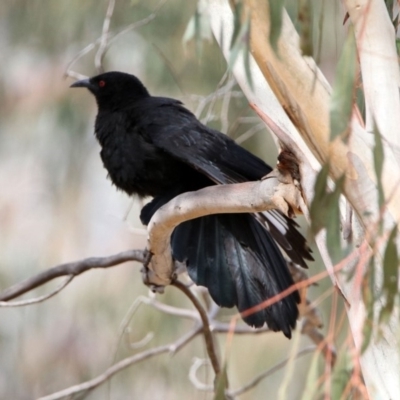 Corcorax melanorhamphos (White-winged Chough) at Namadgi National Park - 14 Oct 2019 by RodDeb