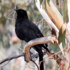 Corcorax melanorhamphos at Rendezvous Creek, ACT - 14 Oct 2019