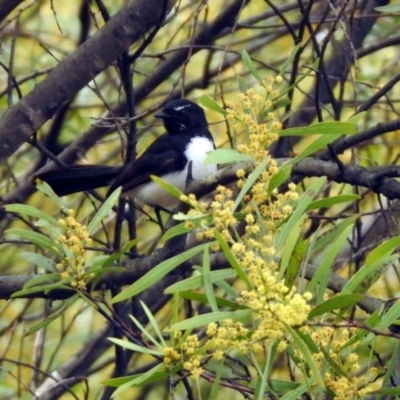 Rhipidura leucophrys (Willie Wagtail) at Rendezvous Creek, ACT - 14 Oct 2019 by RodDeb