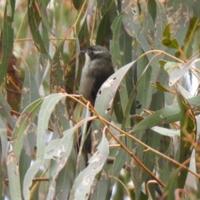 Melithreptus brevirostris (Brown-headed Honeyeater) at Namadgi National Park - 14 Oct 2019 by RodDeb