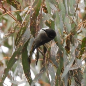 Melithreptus brevirostris at Rendezvous Creek, ACT - 14 Oct 2019