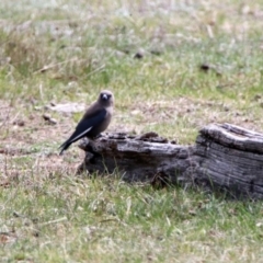 Artamus cyanopterus cyanopterus (Dusky Woodswallow) at Rendezvous Creek, ACT - 14 Oct 2019 by RodDeb