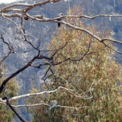 Artamus cyanopterus cyanopterus at Rendezvous Creek, ACT - 14 Oct 2019