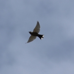 Artamus cyanopterus cyanopterus at Rendezvous Creek, ACT - 14 Oct 2019