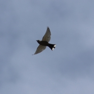 Artamus cyanopterus cyanopterus at Rendezvous Creek, ACT - 14 Oct 2019