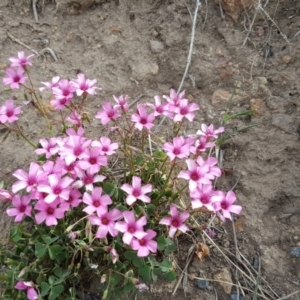 Oxalis articulata at Jerrabomberra, ACT - 16 Oct 2019