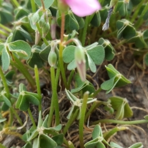 Oxalis articulata at Jerrabomberra, ACT - 16 Oct 2019