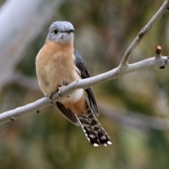 Cacomantis flabelliformis (Fan-tailed Cuckoo) at Namadgi National Park - 14 Oct 2019 by RodDeb