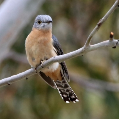 Cacomantis flabelliformis (Fan-tailed Cuckoo) at Namadgi National Park - 14 Oct 2019 by RodDeb