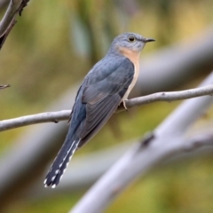 Cacomantis flabelliformis at Rendezvous Creek, ACT - 14 Oct 2019